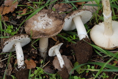 Amanita calyptratoides image