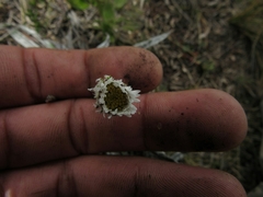 Oritrophium peruvianum