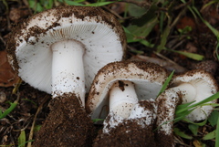 Amanita calyptratoides image