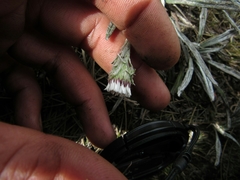 Oritrophium peruvianum