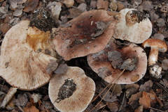 Tricholoma dryophilum image