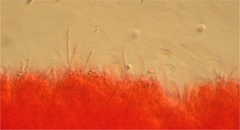 Tricholoma dryophilum image