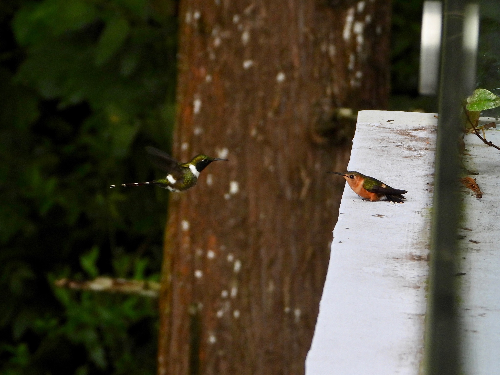 Sparkling-tailed Hummingbird illustration