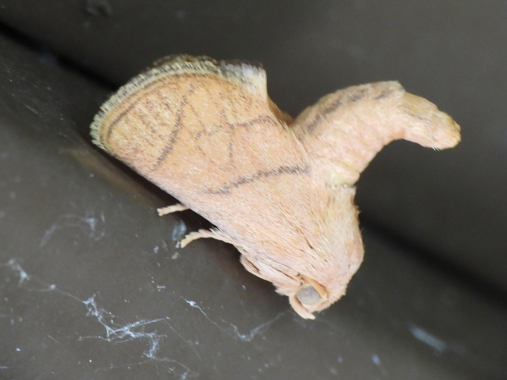 Yellow-collared Slug Moth from Grand Prairie, TX, USA on July 29, 2024 ...