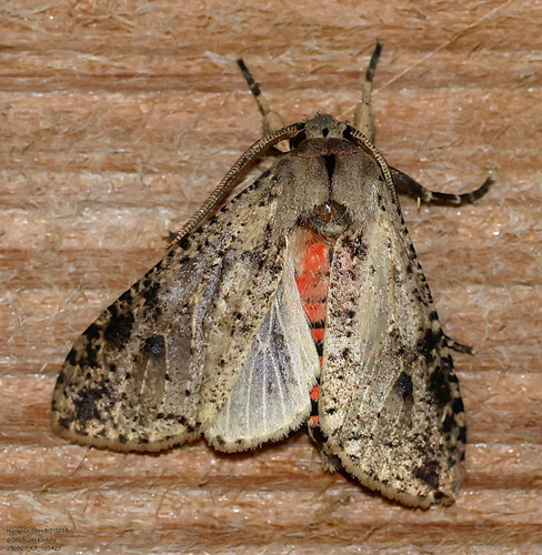 Purius superpulverea