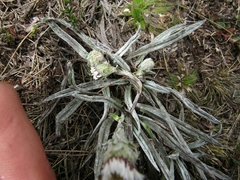 Oritrophium peruvianum