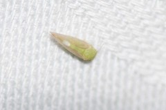 Rhinocola aceris