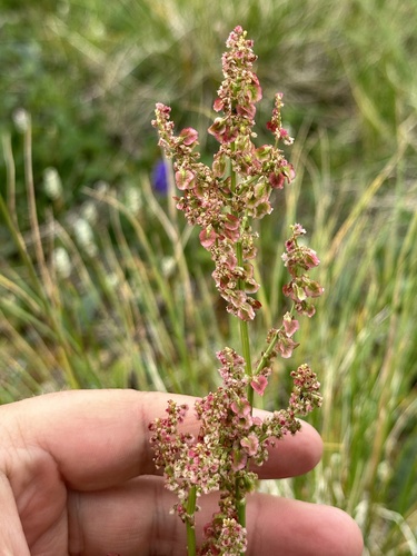 Image of Rumex lapponicus by no rights reserved