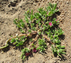 Portulaca amilis image