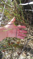 Othonna linearifolia