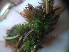 Atrichum altecristatum