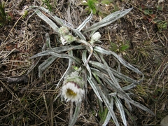 Oritrophium peruvianum