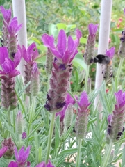 Bombus lapidarius