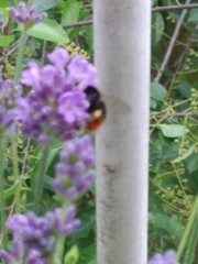 Bombus lapidarius