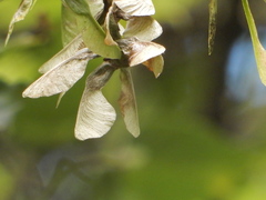 Acer caudatifolium