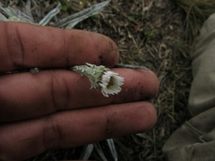 Oritrophium peruvianum