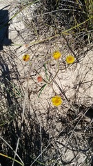 Othonna linearifolia