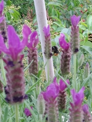 Bombus lapidarius
