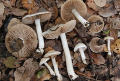 Inocybe geophylla var. geophylla image