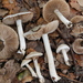 Inocybe geophylla geophylla - Photo (c) Christian Schwarz, some rights reserved (CC BY-NC), uploaded by Christian Schwarz
