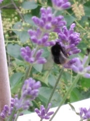 Bombus lapidarius