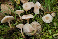 Clitocybe fragrans image