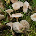 Clitocybe fragrans - Photo (c) Christian Schwarz, μερικά δικαιώματα διατηρούνται (CC BY-NC), uploaded by Christian Schwarz