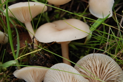 Clitocybe fragrans image