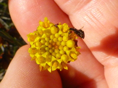 Othonna linearifolia