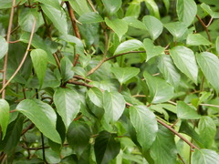 Schisandra arisanensis