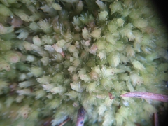 Sphagnum compactum