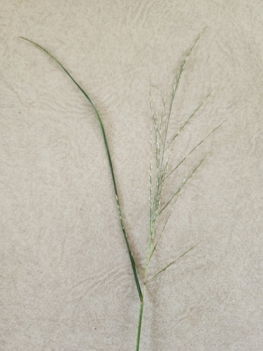 Eragrostis pectinacea observed 2024-07-29