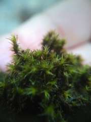 Racomitrium heterostichum