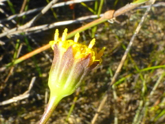 Othonna linearifolia