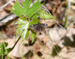Erynnis lucilius