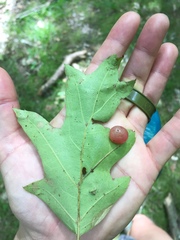 Amphibolips nubilipennis