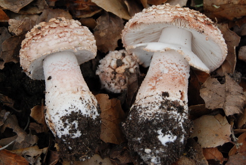 Amanita novinupta