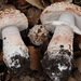 Amanita novinupta - Photo (c) Christian Schwarz, μερικά δικαιώματα διατηρούνται (CC BY-NC), uploaded by Christian Schwarz