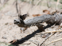 Erynnis lucilius