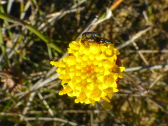 Othonna linearifolia