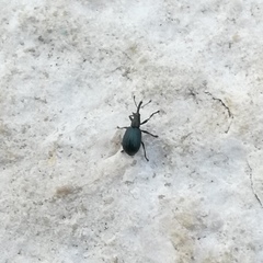 Apioninae