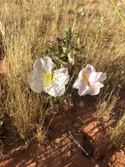 Oenothera deltoides