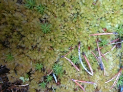 Sphagnum compactum