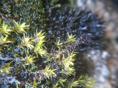 Racomitrium heterostichum