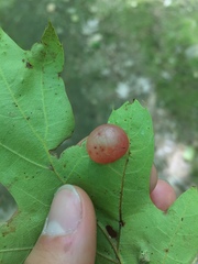 Amphibolips nubilipennis