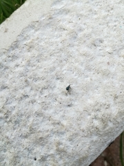 Apioninae