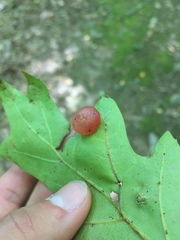 Amphibolips nubilipennis