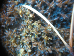 Sphagnum pylaesii