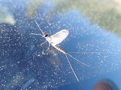 Leptophlebia
