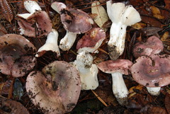 Russula cyanoxantha image